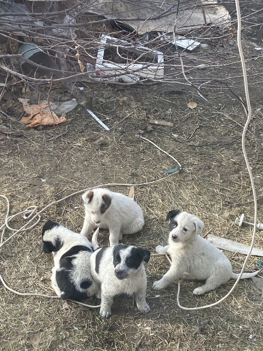 Срочно отдам щенят в добрые руки
