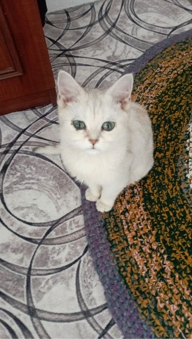 Кот  Хати продаю.