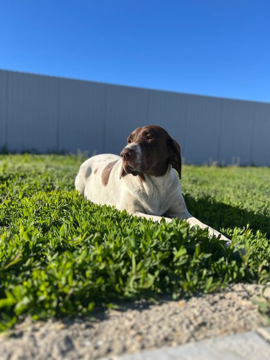 Щенки Дратхаара.