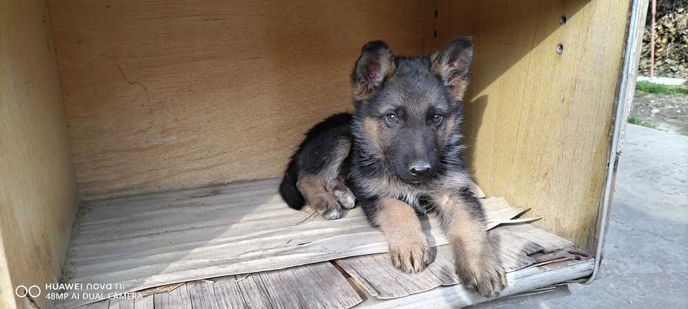 Продам  щенят овчарок