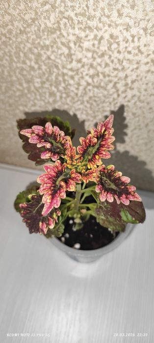 Цветок колеус,быстро растет