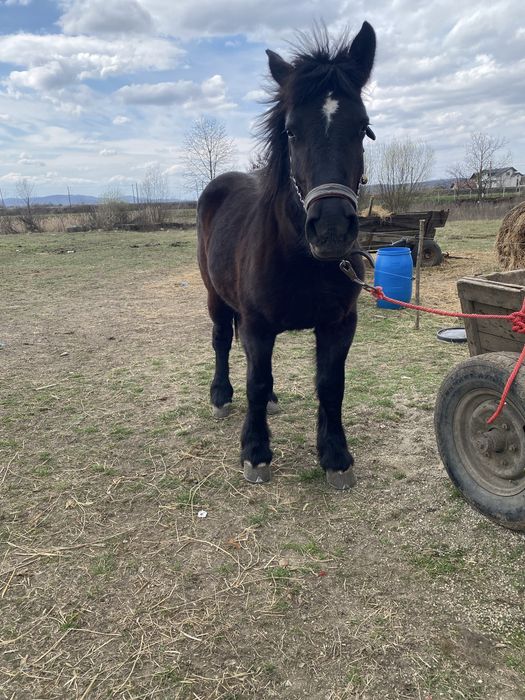 Mânză neagră de 1 an si 10luni