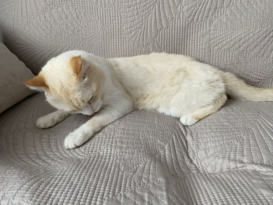 Отдам кота в добрые руки