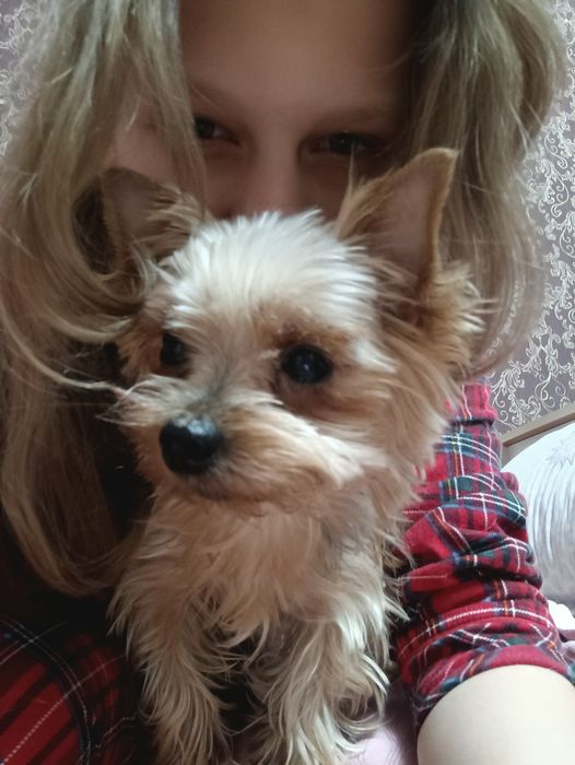 Выгул собак маленьких пород