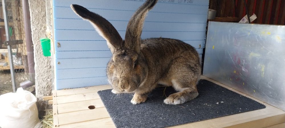 Белгийски великан зайци