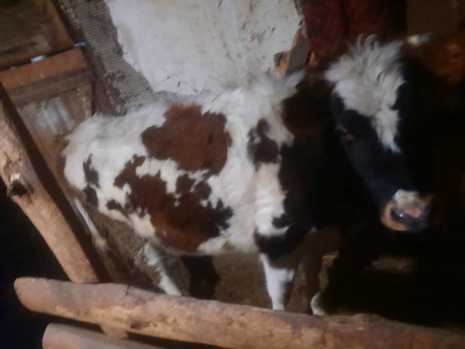 Продам тёлка 2года