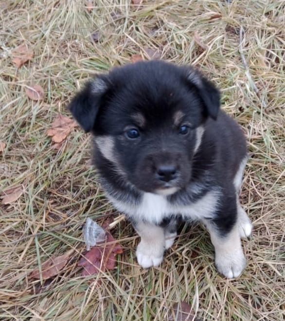 Щенки 2 месяца в добрые руки!