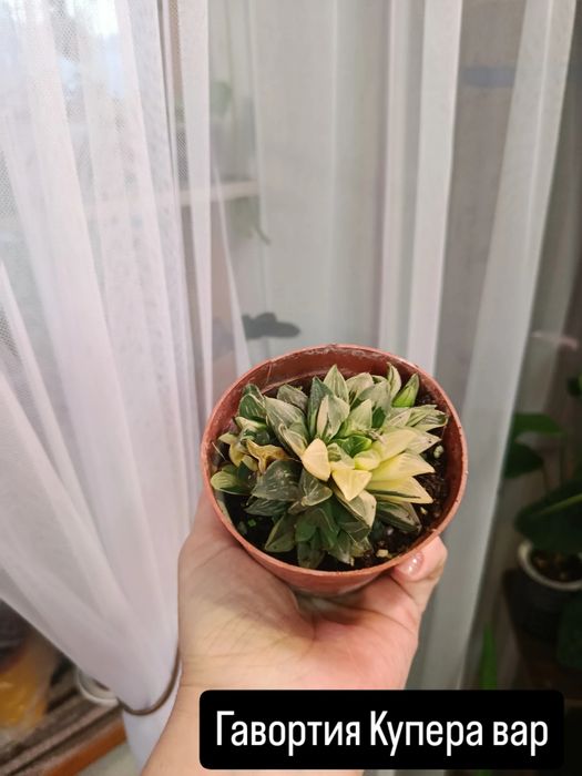 Большой выбор цветов .