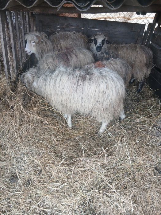 De vânzare 5 cârlane preț 500 lei bucata una cu alta  2500 lei toate 5