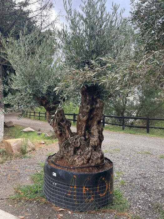 vand maslini aclimatizati