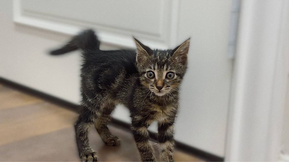 Котенок в добрый руки.