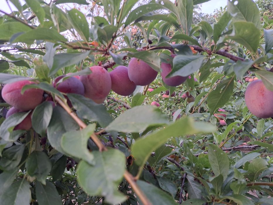 Prune pentru tuica