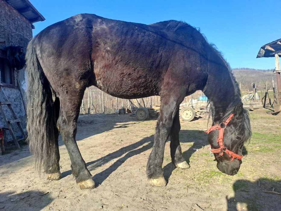Cal negru semigreu,blând în vârstă de 4 ani jumate.