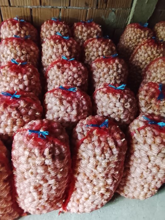 Usturoi de primavara