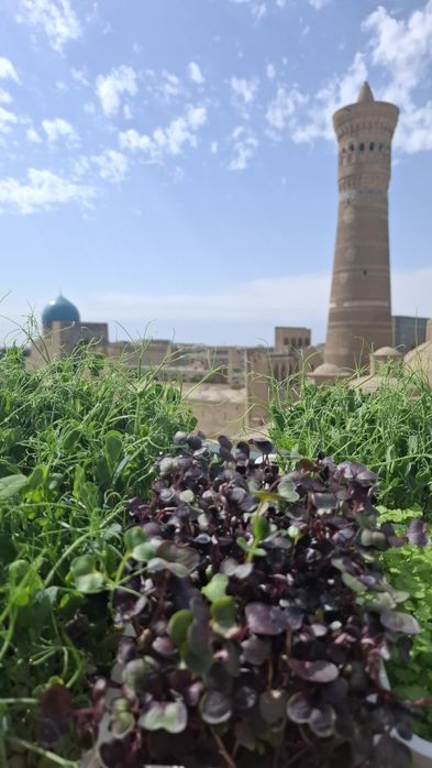 Готовый бизнес микрозелени