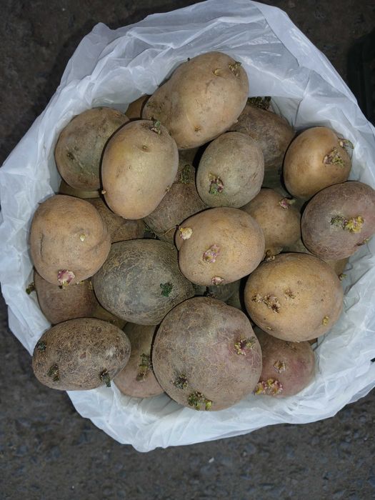 Семенной картофель