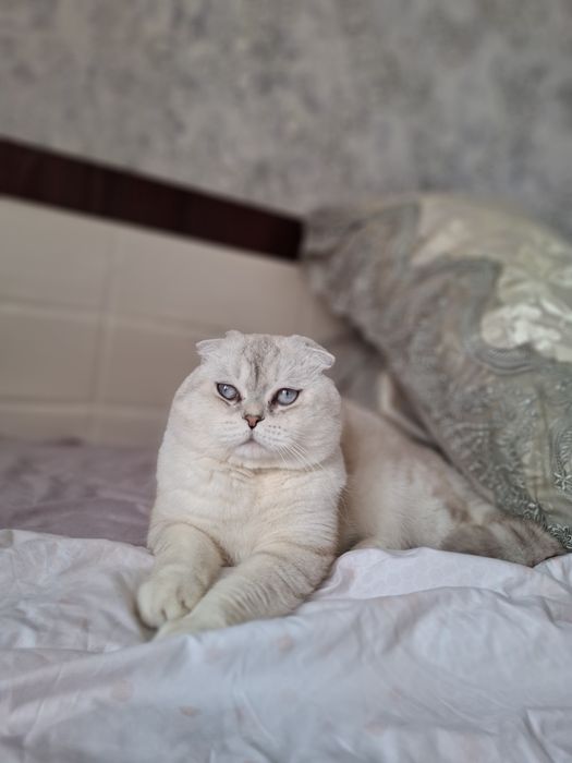 Приглашаем на вязку! Чистокровный кот!!! Шотладская Серебрист