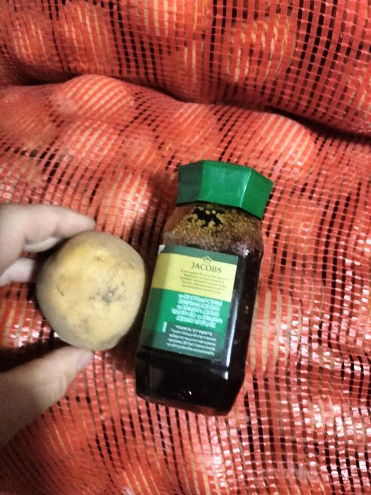 Картошка домашняя