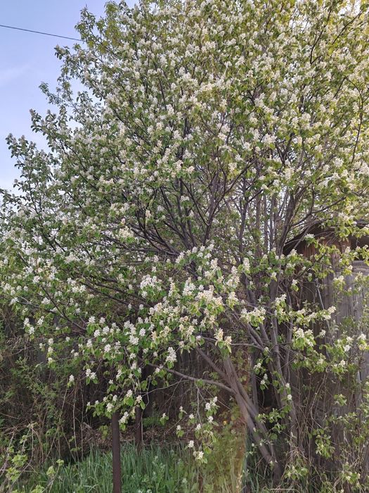 Продаю дачу р-он ЦОФ Сабурханская