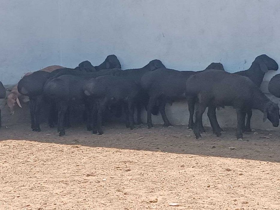 Майда шохли қўй моллари