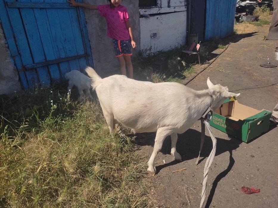 Продам козу дойную