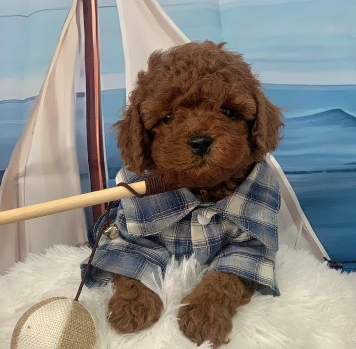 Пудел тийкъп /пудел той с родословие