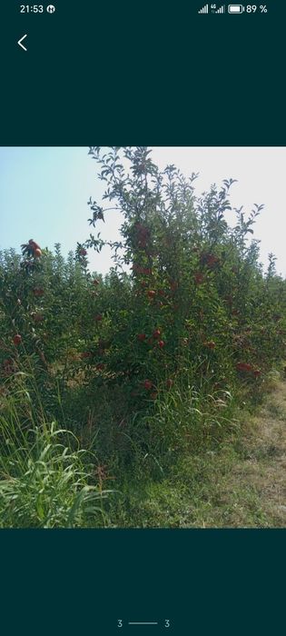 Айдарет 2 рядя есть