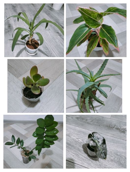 Комнатные растения