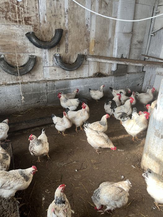 Продаються инкубаторские яица Адлеров