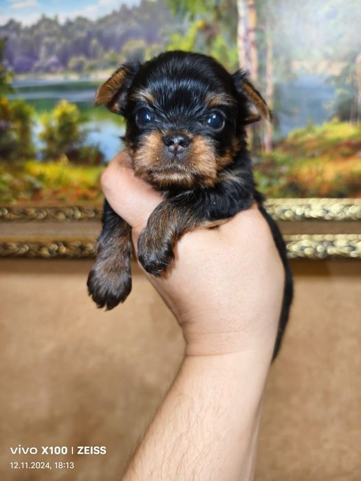 Продам щенков йоркширского терьера.