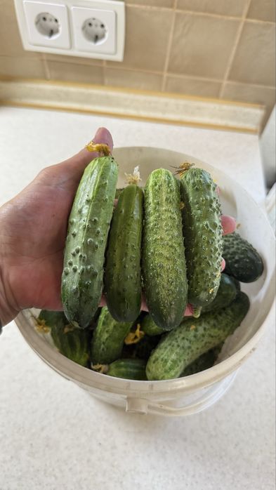 Продам домашние огурцы