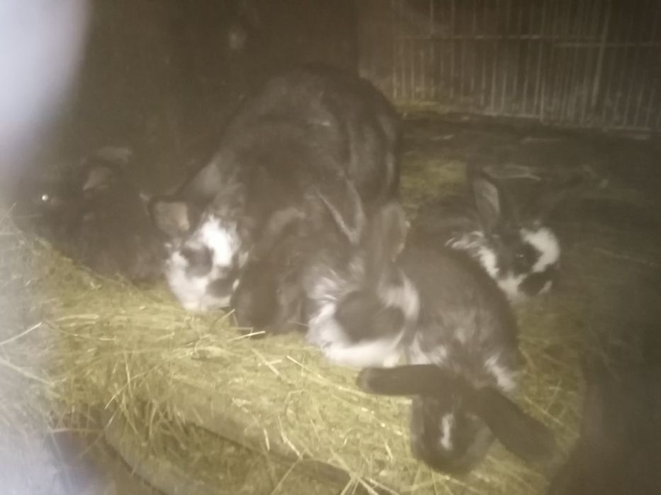 Iepurași din rasa berbec german și fluture german în virsta de o luna