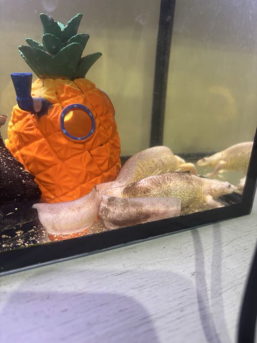 Продам тритонов