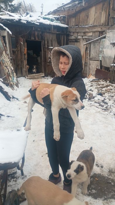 Продам щенков Алабая