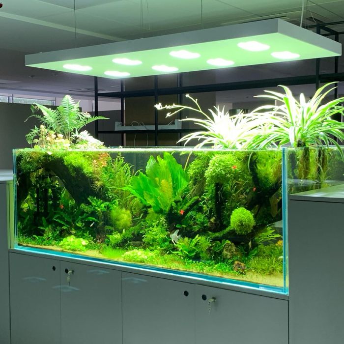 Акариумные растения