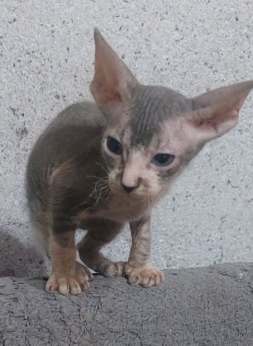 Котята сфинкс донской