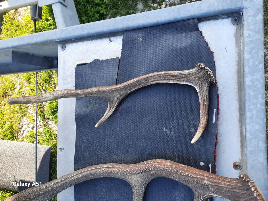 Рога от елен 2 броя