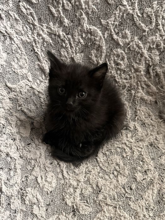 Отдам котенка в хорошие руки (девочка)
