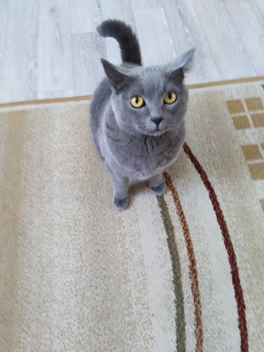 Отдам в хорошие руки кота