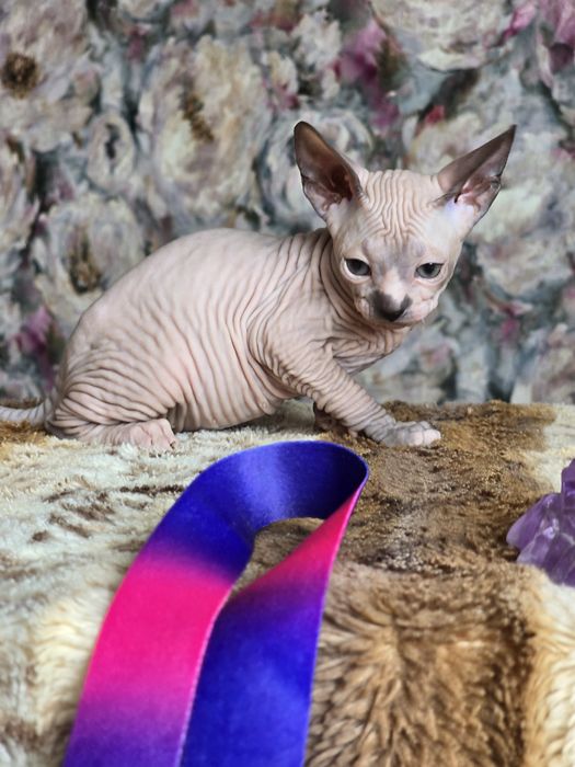 Шикарная кошечка