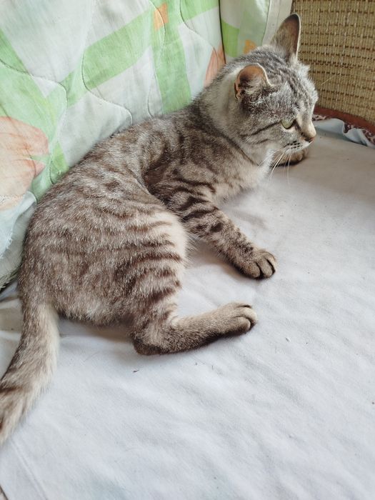 Отдам кошку в добрые руки