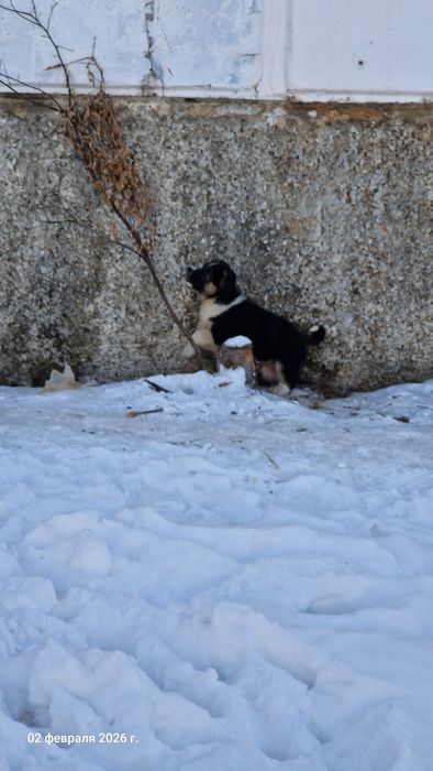 Отдам щенков не породистые