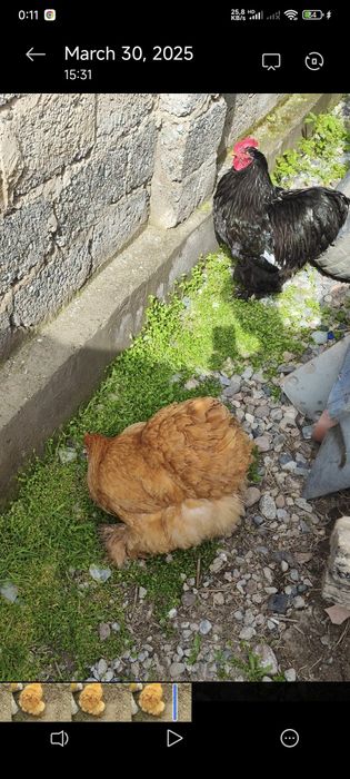 Koxinxin tuxumlari bor sotuvda yirik narsalar toza qon