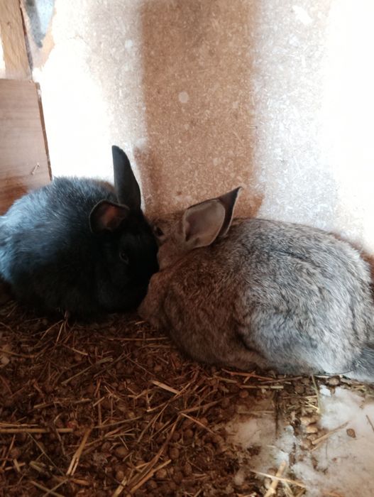 Продам крольчат три месяца