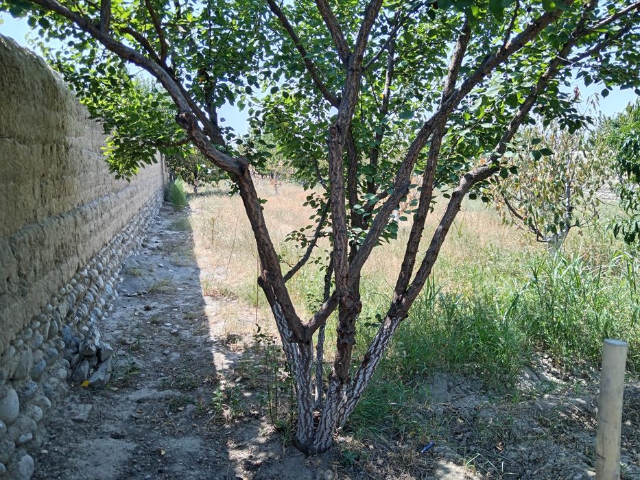 Уй  Сотилади Қалача Реални оладиганлар телефон қилин бекорчилар эмас