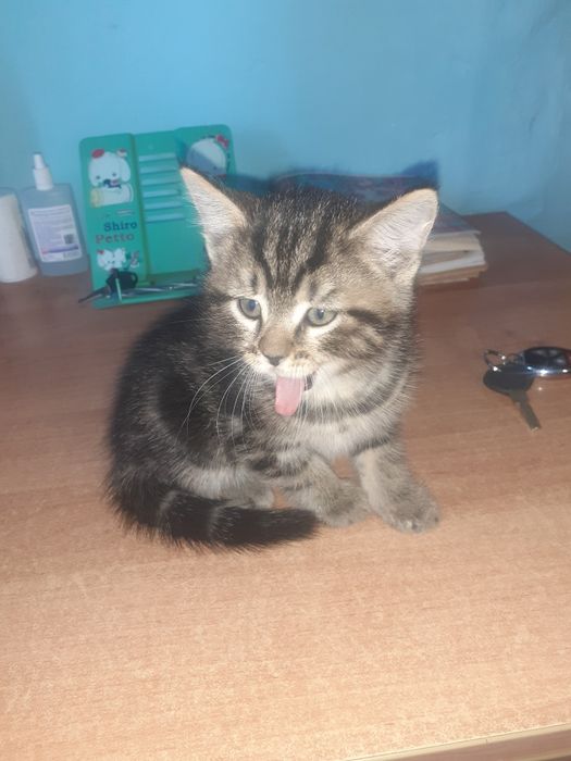 Котята в добрые руки бесплатно