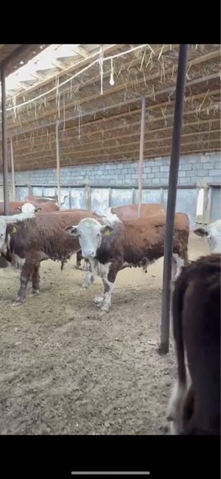 Племенной бука 2 категория