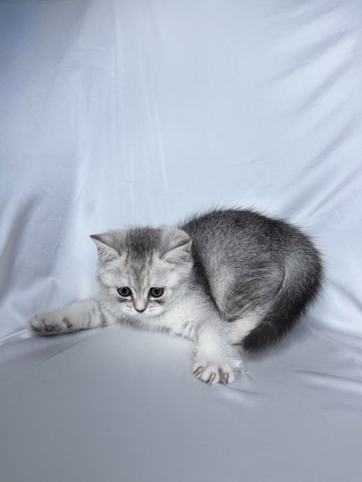 Scottish straight chinchilla original !!!