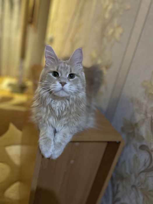 Продаются котята мейн кун