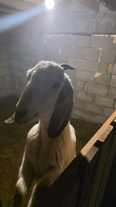 Англо нуби ешкі сатылад